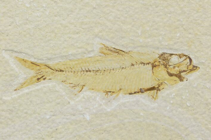 Bargain Fossil Fish (Knightia) - Wyoming #121017